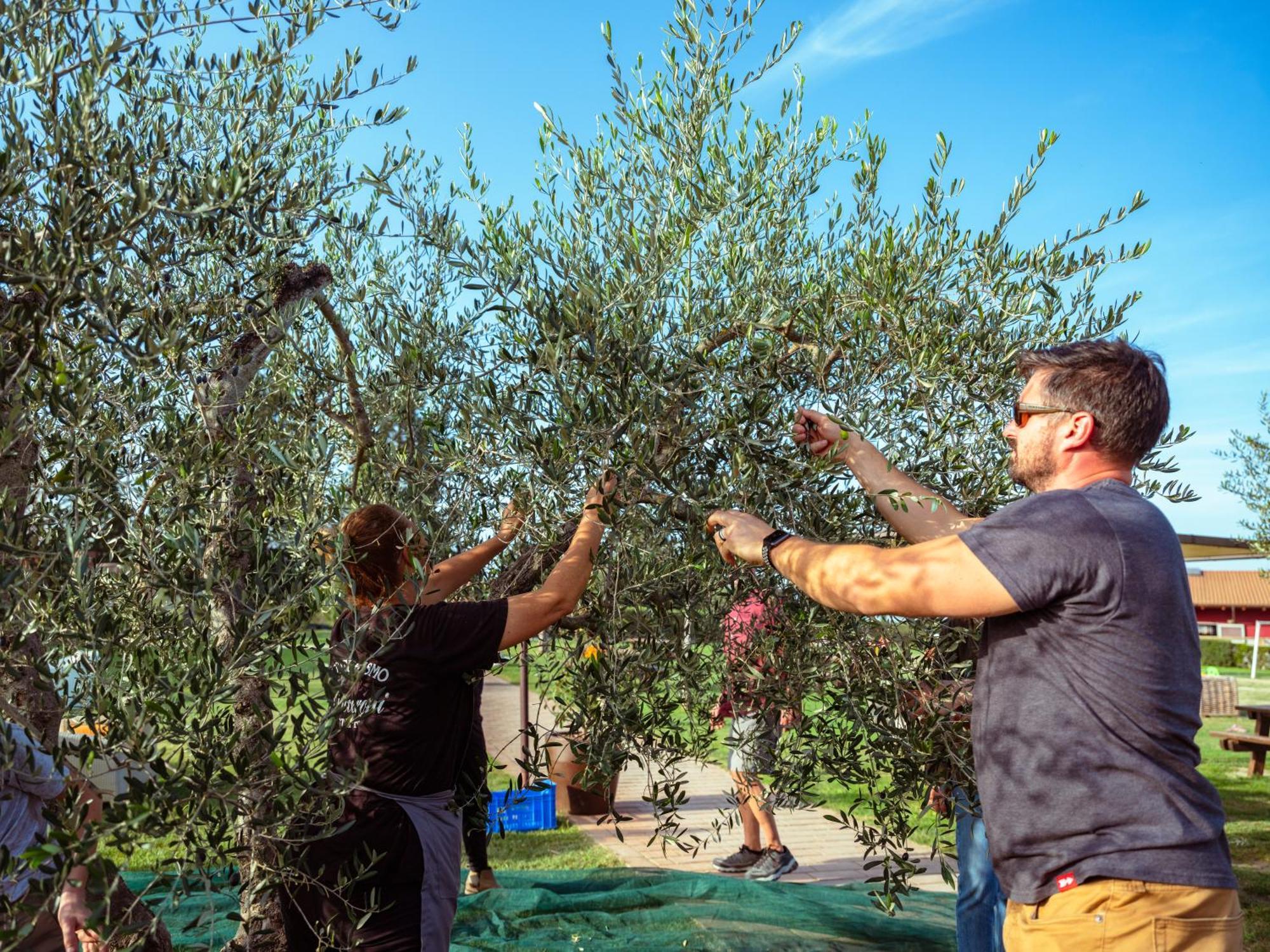 Agriturismo Biologico Diacceroni Villamagna  Ngoại thất bức ảnh