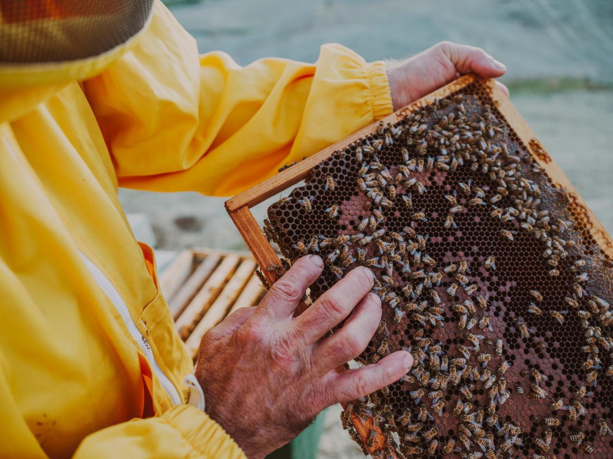 Agriturismo Biologico Diacceroni Villamagna  Ngoại thất bức ảnh